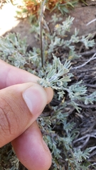 Artemisia arbuscula
