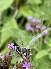 Megachile petulans