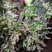 photo of Mosses (Bryophyta)
