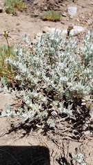 Artemisia arbuscula