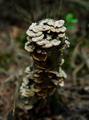 Fungi