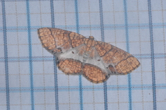 Orthobrachia flavidior