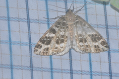 Arichanna interplagata