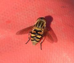 Parhelophilus integer