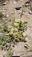 Geum triflorum ciliatum