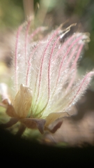 Geum triflorum ciliatum