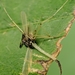 photo of Non-biting Midges (Chironomidae)