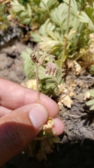 Geum triflorum ciliatum