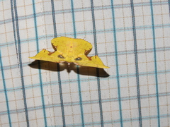 Corymica spatiosa