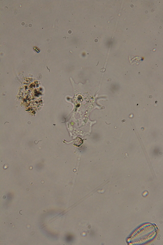 Subclass Flabellinia · iNaturalist