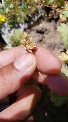 Geum triflorum ciliatum