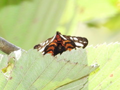 Callimorpha dominula