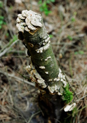 Fungi
