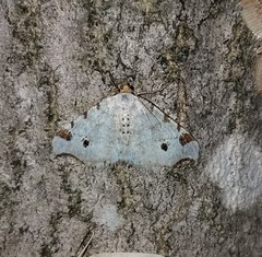 Macaria notata