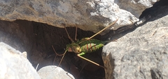 Parasteropleurus perezii