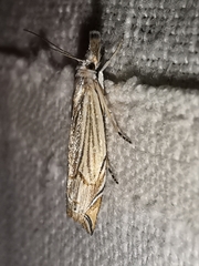 Metacrambus carectellus