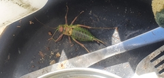 Parasteropleurus perezii