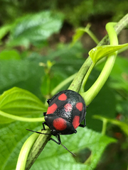 Brachystethus rubromaculatus
