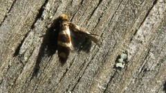 Micropterix aureatella
