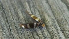 Micropterix aureatella