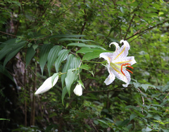 Lilium auratum
