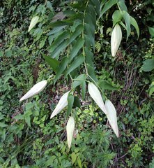 Lilium auratum
