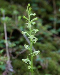 Platanthera minor
