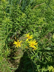 Silphium asteriscus trifoliatum