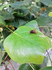 Volucella zonaria