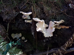 Hydnum olympicum