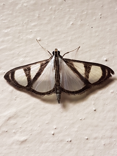 Glyphodes confinis Druce, 1902