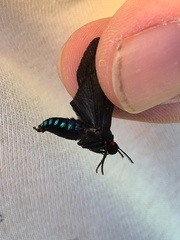 Episcepsis hypoleuca