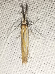 Pleurota honorella
