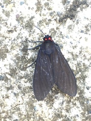 Episcepsis hypoleuca