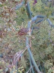 Graphosoma lineatum lineatum