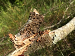 Melanohalea septentrionalis