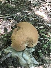 Tylopilus variobrunneus