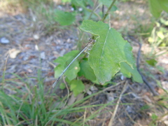 Platycnemis pennipes