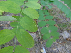 Platycnemis pennipes