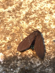 Episcepsis hypoleuca