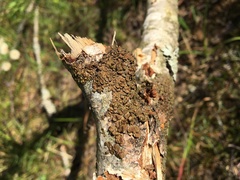 Melanohalea septentrionalis