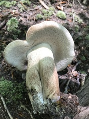 Tylopilus variobrunneus