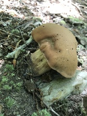 Tylopilus variobrunneus