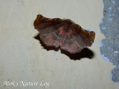 Garaeus