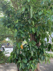 Ficus citrifolia