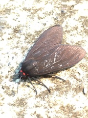 Episcepsis hypoleuca