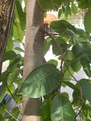 Ficus citrifolia