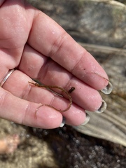 Syngnathus louisianae