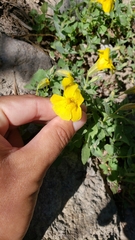 Erythranthe corallina