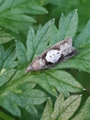 Epinotia brunnichana